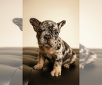 Small #4 French Bulldog