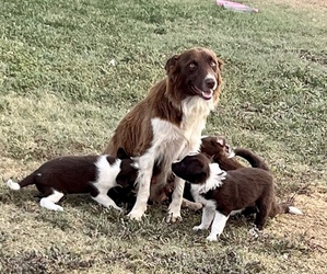 Mother of the Border Collie puppies born on 07/09/2022