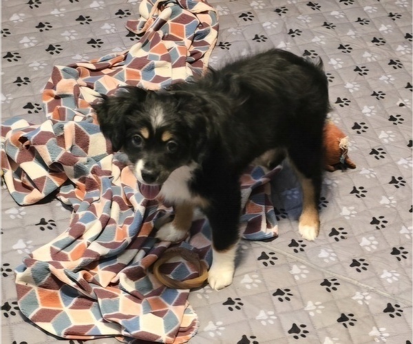 Medium Photo #2 Miniature Australian Shepherd Puppy For Sale in WADESBORO, NC, USA