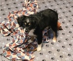 Small Photo #2 Miniature Australian Shepherd Puppy For Sale in WADESBORO, NC, USA
