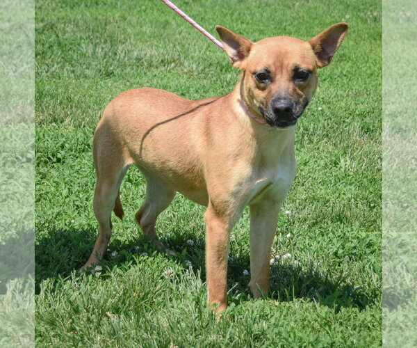 Medium Photo #2 Australian Kelpie-Unknown Mix Puppy For Sale in Huntley, IL, USA