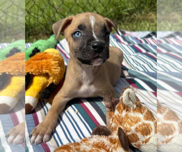 Medium Photo #3 Labrador Retriever-Unknown Mix Puppy For Sale in Tarrytown, GA, USA
