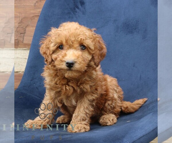 Medium Photo #1 Goldendoodle (Miniature) Puppy For Sale in NARVON, PA, USA