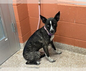 Alaskan Klee Kai-Unknown Mix Dogs for adoption in Pueblo, CO, USA