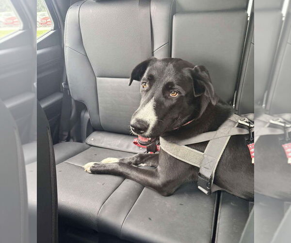 Medium Photo #15 Great Dane-Unknown Mix Puppy For Sale in Bullard, TX, USA