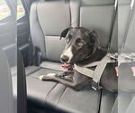 Small #14 Great Dane Mix