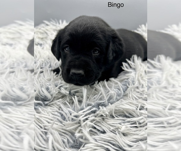 Medium Photo #1 Labrador Retriever Puppy For Sale in FREDERICKSBG, OH, USA