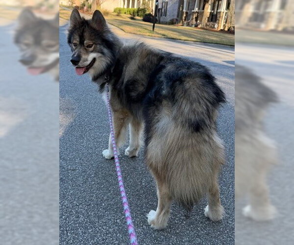 Medium Photo #3 Alaskan Malamute-Keeshond Mix Puppy For Sale in Newfoundland, PA, USA