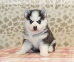 Small #2 Pomsky
