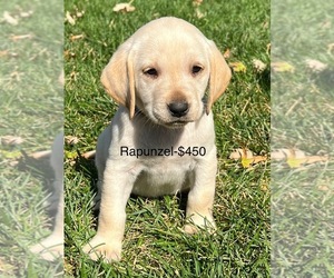 Labrador Retriever Puppy for sale in KAYSVILLE, UT, USA