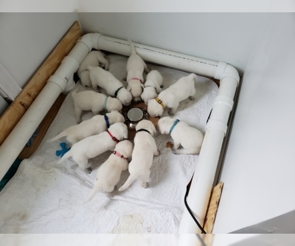 Medium Photo #81 Labrador Retriever Puppy For Sale in NEW LENOX, IL, USA