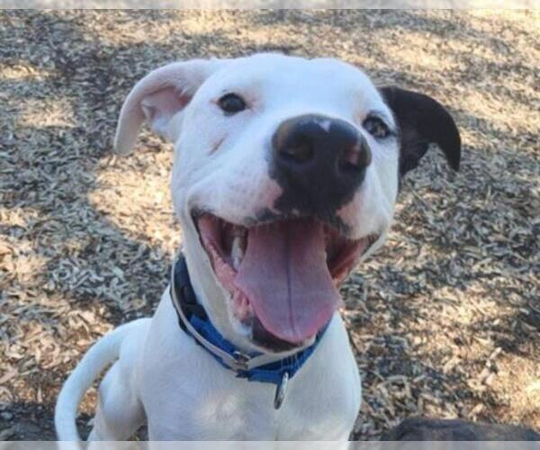 Medium Photo #2 American Pit Bull Terrier-Unknown Mix Puppy For Sale in Martinez, CA, USA