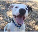 Small #1 American Pit Bull Terrier Mix