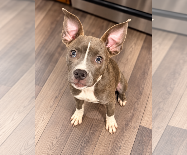 Medium Photo #1 Mutt Puppy For Sale in Des Moines, IA, USA
