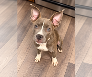 Mutt Dogs for adoption in Des Moines, IA, USA