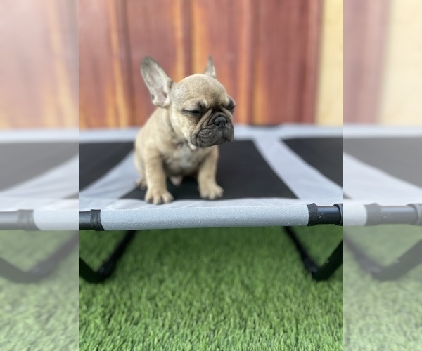 Medium Photo #9 French Bulldog Puppy For Sale in OCEANSIDE, CA, USA