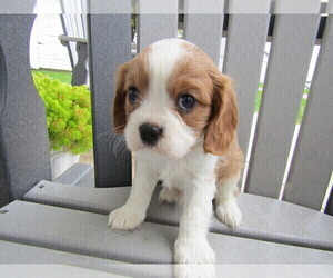 Cavalier King Charles Spaniel Puppy for sale in SYLVANIA, OH, USA