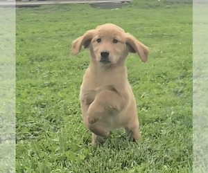 Golden Retriever Puppy for sale in RIGA, MI, USA