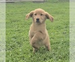 Image preview for Ad Listing. Nickname: Fiona