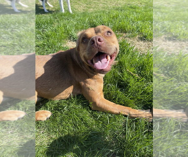 Medium Photo #3 Basset Hound-Unknown Mix Puppy For Sale in Springdale, PA, USA
