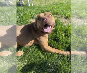 Caillou - Male Basset Hound-Unknown Mix Dog for Adoption - Photo #3