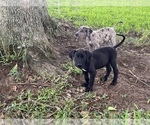 Puppy Black Girl Great Dane