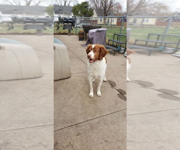 Medium Photo #1 Brittany Puppy For Sale in EAST DUBUQUE, IL, USA