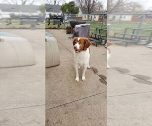 Father of the Brittany puppies born on 10/01/2025