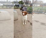 Small Photo #1 Brittany Puppy For Sale in EAST DUBUQUE, IL, USA