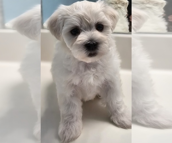 Medium Photo #6 Maltese Puppy For Sale in LOCKHART, TX, USA