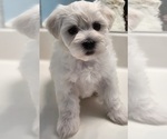 Small #1 Maltese
