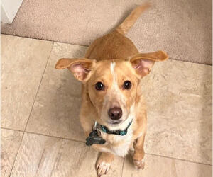 Dachshund-Unknown Mix Dogs for adoption in Wheaton, IL, USA