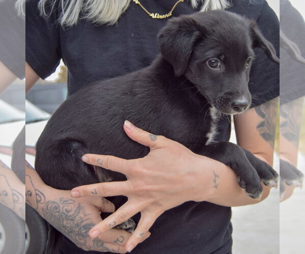 Medium Photo #2 Border Collie-Unknown Mix Puppy For Sale in Huntley, IL, USA