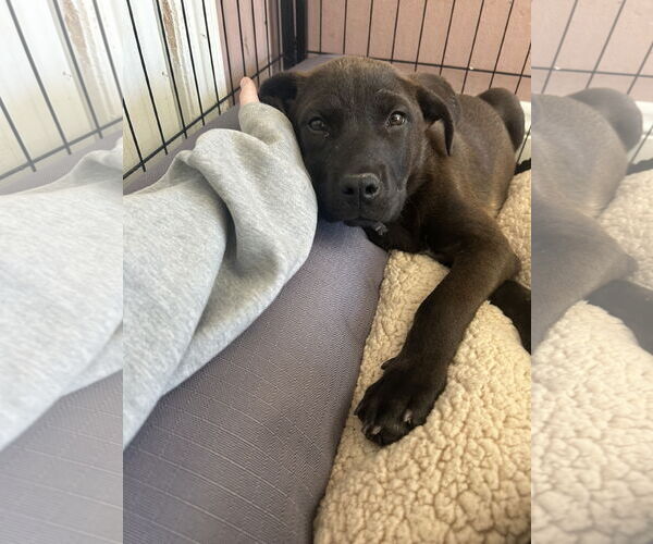 Medium Photo #5 Labrador Retriever-Unknown Mix Puppy For Sale in San Diego, CA, USA