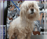 Small Photo #4 Lhasa Apso Puppy For Sale in Spring, TX, USA