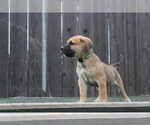 Small Photo #7 Presa Canario Puppy For Sale in OAKLEY, CA, USA