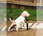 Small Photo #9 Bull Terrier Puppy For Sale in POMPANO BEACH, FL, USA
