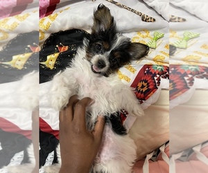 Yorkshire Terrier-Zuchon Mix Puppy for sale in LOGANVILLE, GA, USA