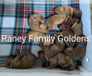 Golden Retriever Puppy for sale in LABADIE, MO, USA