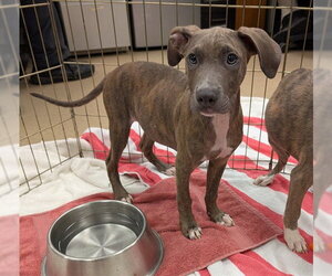 Mutt Dogs for adoption in Plano, TX, USA