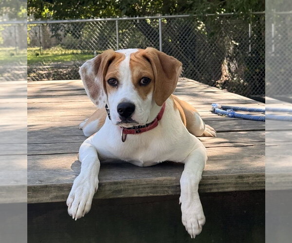 Medium Photo #11 Mutt Puppy For Sale in Elmsford, NY, USA