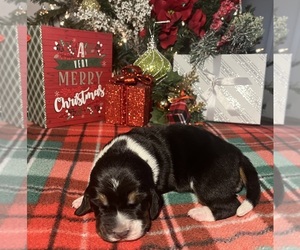 Basset Hound Puppy for sale in JAMESTOWN, TN, USA