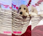 Small Photo #6 Goldendoodle Puppy For Sale in MARION, SC, USA