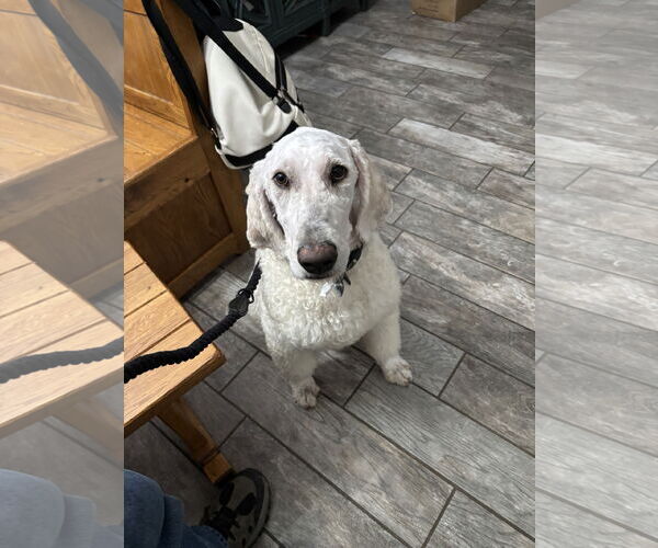 Medium Photo #1 Goldendoodle Puppy For Sale in Woodland, CA, USA