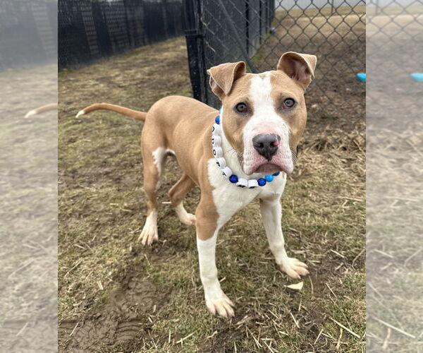 Medium Photo #2 Mutt Puppy For Sale in Evansville, IN, USA