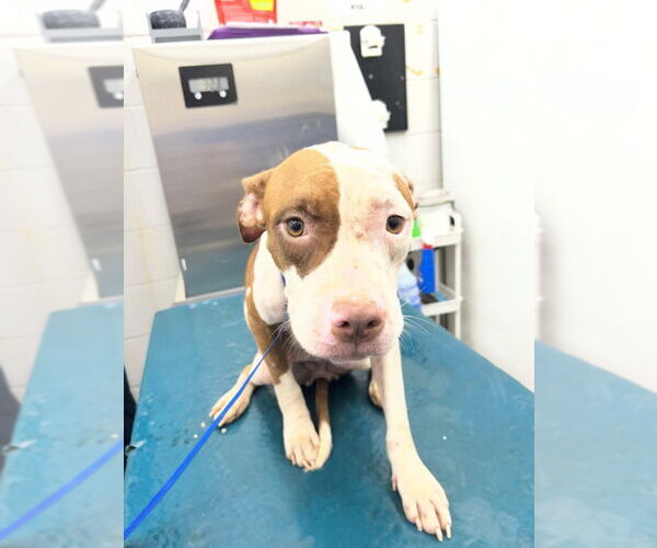 Medium Photo #1 American Bulldog-Unknown Mix Puppy For Sale in Mobile, AL, USA