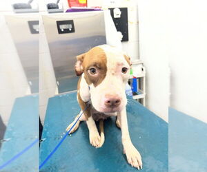 American Bulldog-Unknown Mix Dogs for adoption in Mobile, AL, USA