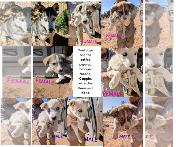 Medium Photo #1 Siberian Husky-Unknown Mix Puppy For Sale in Cedar Crest, NM, USA