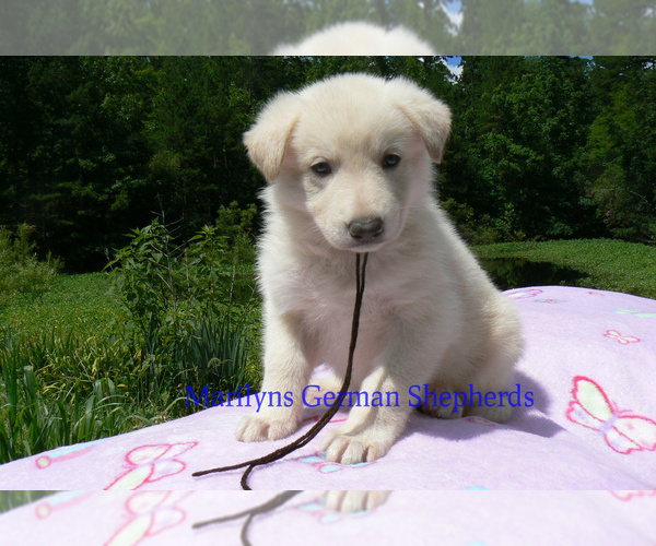 Medium Photo #3 German Shepherd Dog Puppy For Sale in PIEDMONT, MO, USA