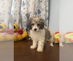 Litter of 4 - Male(s) and Female(s) Cockapoo (Miniature)Litter of Puppies for Sale - Photo #24